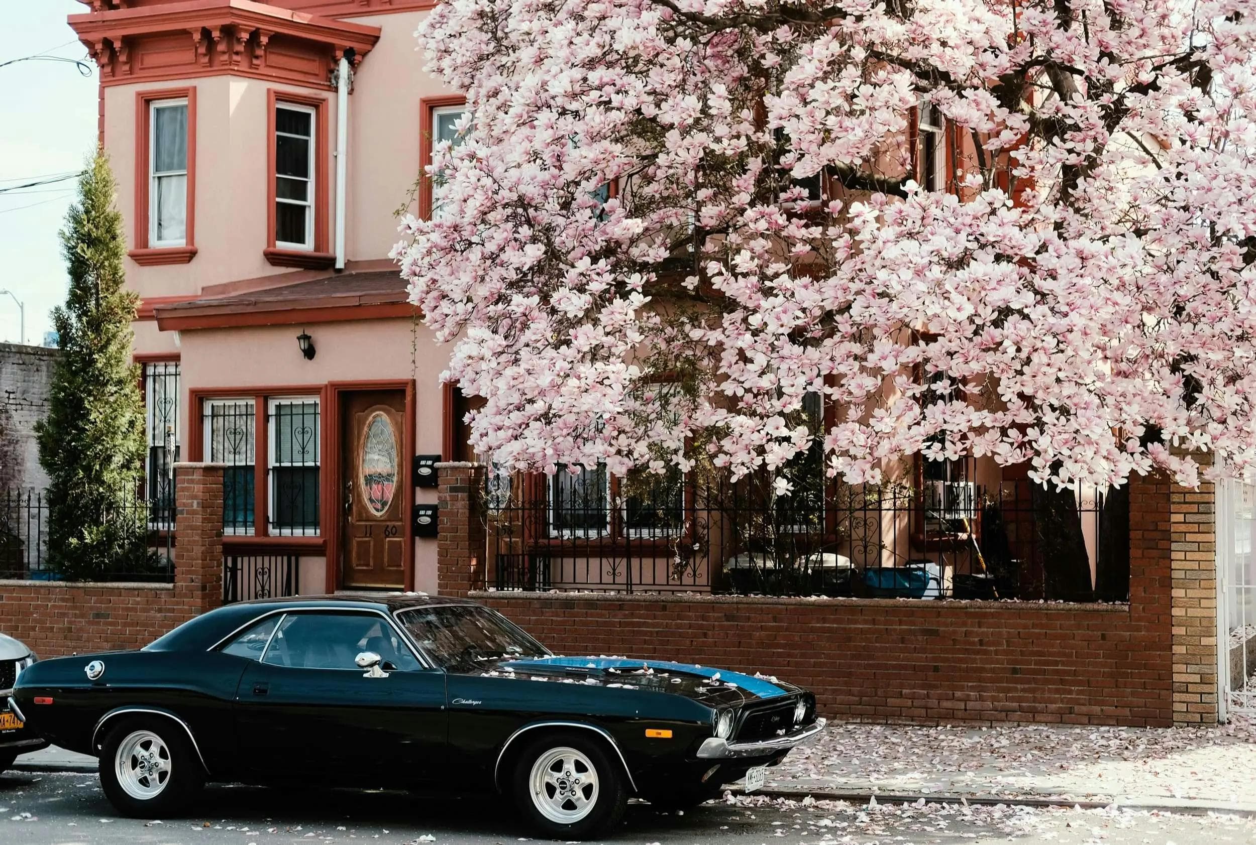 A black Dodge Challenger with blue stripes parked under a large tree with pink blossoms in front of a peach-colored house.